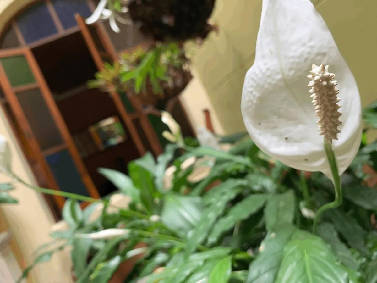 Homestay Casa Grande Apartment Medellin
